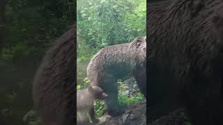 Romanian bears in the mountains, on the road