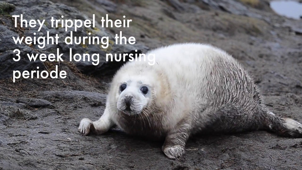 The grey seal pups in Kjørholmane nature reserve
