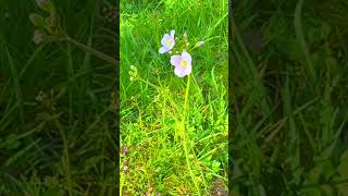 Wiesenschaumkraut #garten #blumen #wiesenblume #mayflower