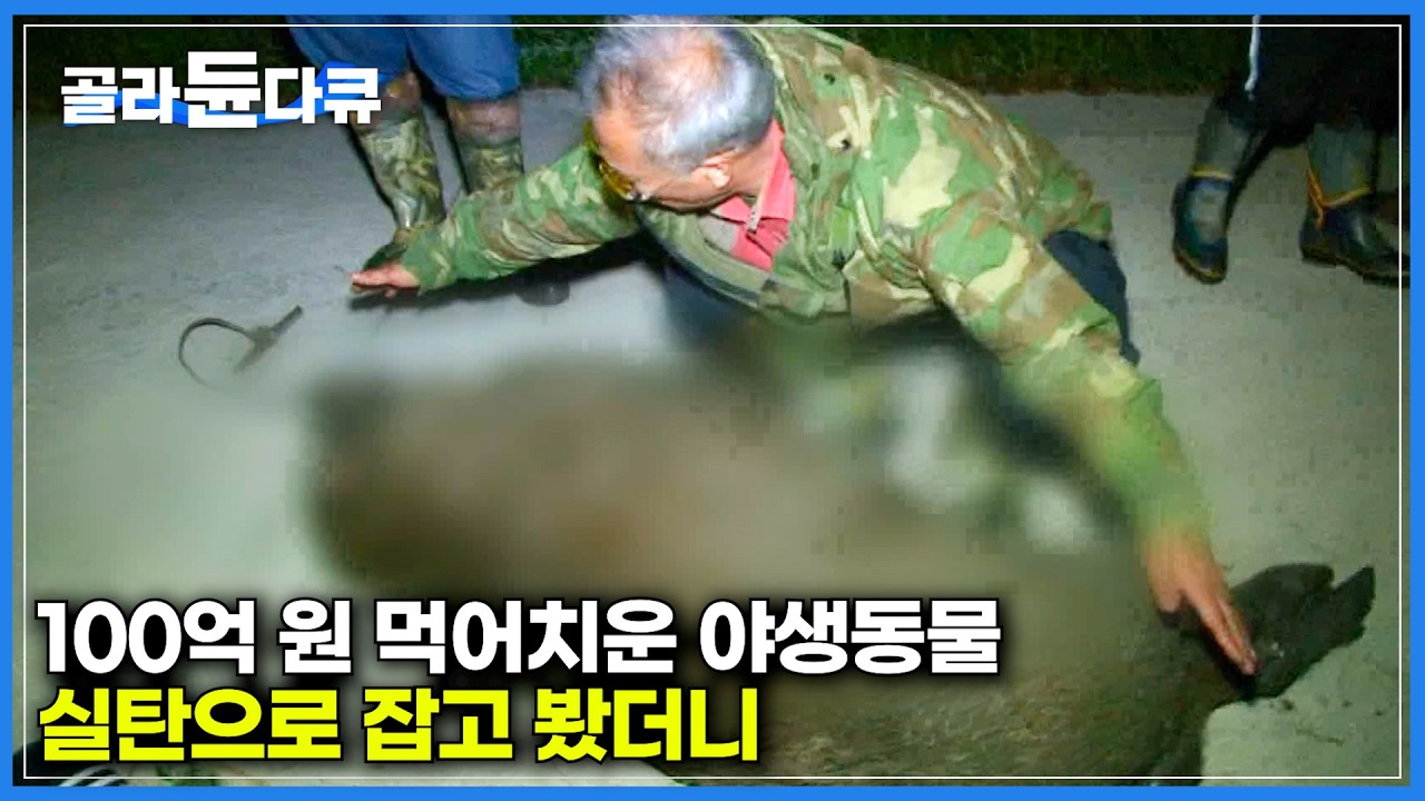 한해 농작물 피해금만 100억 원. 1톤이 넘는 쌀 먹어치운 야생동물 포획했더니｜멧돼지의 무차별 습격에 출동한 야생동물 피해 방지단｜멧돼지 고라니 포획｜극한직업｜#골라듄다큐
