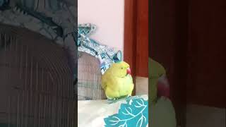 Download Lagu Dj Om Om Ja Bungkus MP3