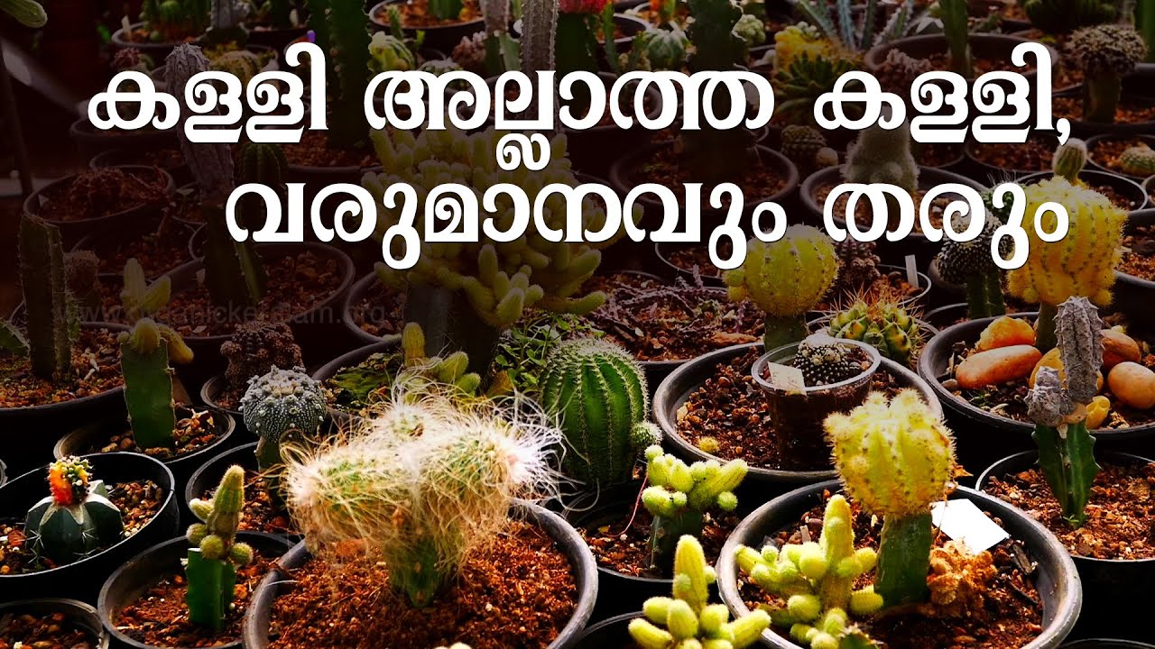 എങ്ങനെ കളളിമുൾച്ചെടി വളർത്താം | How to make money from Cactus | How to