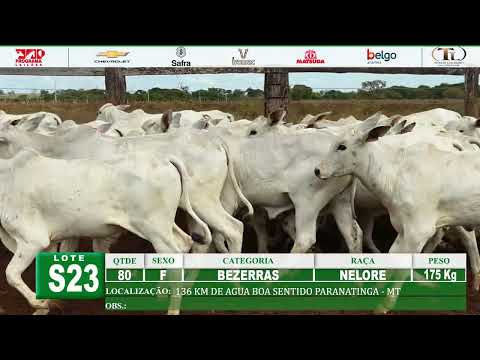 S23 - 80 BEZERRAS NELORE 175 Kg