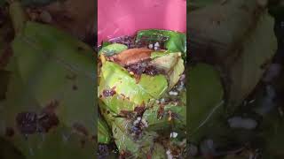 Membongkar sarang semut merah / kerengga demi umpan ikan gurame/ikan Kaloi |Part 2