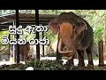 සුදු ඇතා /මියන් රාජා