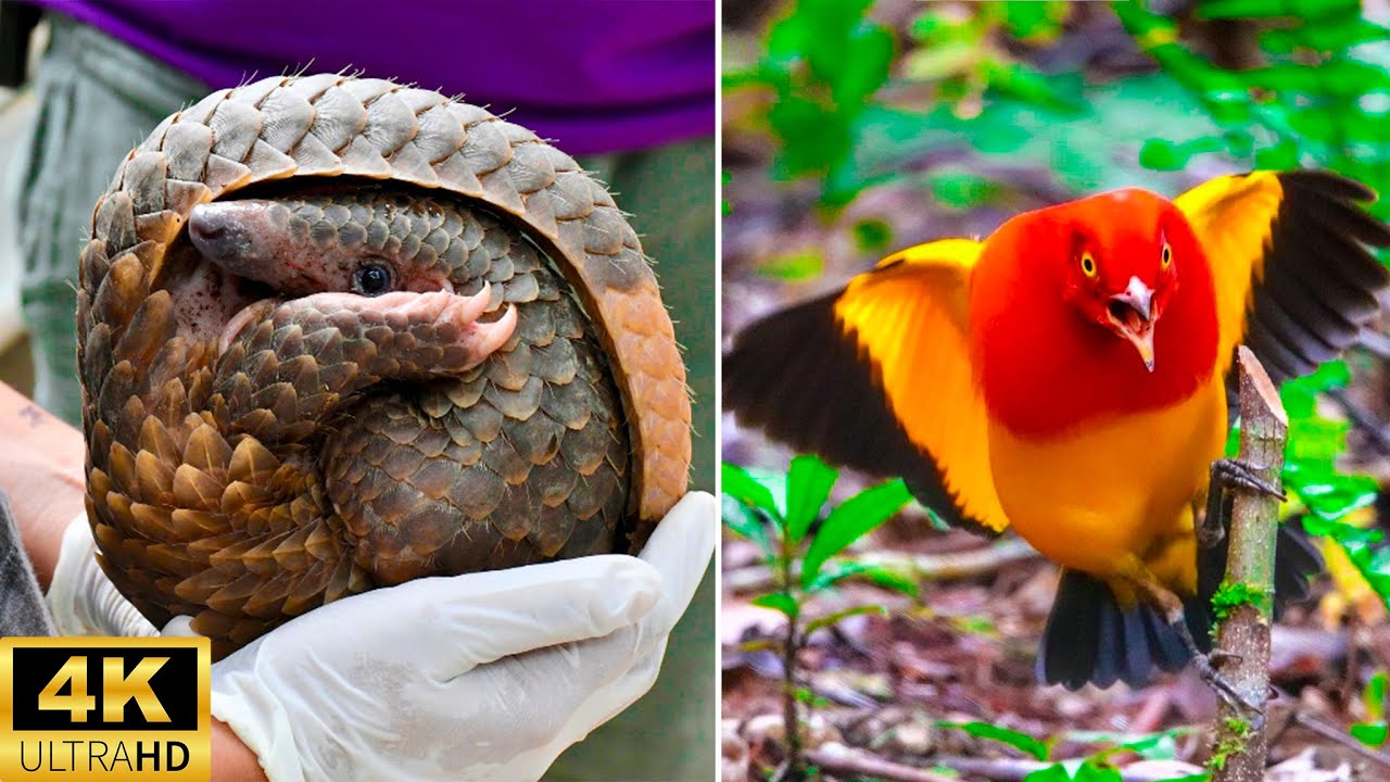 Top 15 Animais Com A Aparência E O Estilo Mais Únicos Do Planeta 