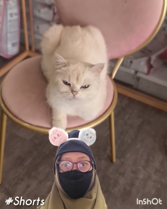 Diantara Kucing Yang Romantis#catlovers#Shorts