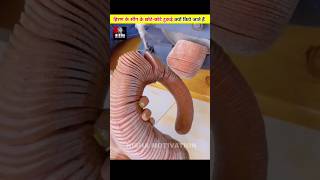Why Are Deer Antlers Cut InTo Small Pieces? #shorts #viral #facts #trending #youtubeshorts