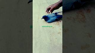 ज़ख्मी😥🐦 कबूतर |#birds #mini vlog #shorts #youtube