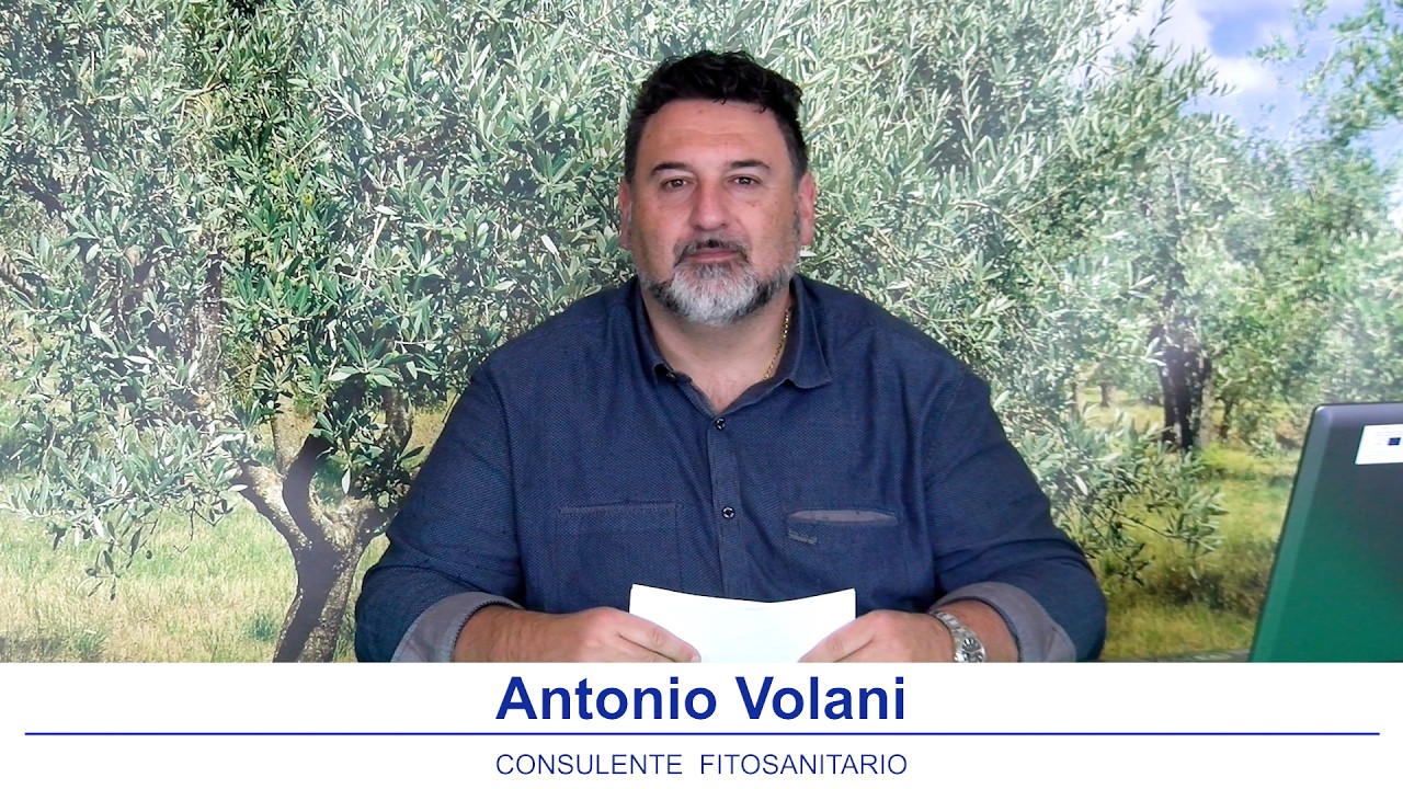 Notiziario olivicolo Emilia Romagna 6 Marzo 2026