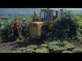 История и модификации гусеничного трактора Т-54В для работы на виноградниках.