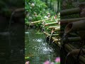 Rest minds soothe with Short Relaxing ,Sleep Music, Calm Mind, Healing Meditation #shorts #relaxing
