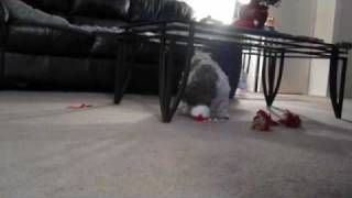 Madison And Santa Ball