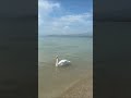 Garda June 🦢🦆 🇮🇹 part 2 😊🌊⛱️⛰️🌿🚗🌲🌳Italy
