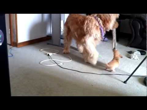 FLuffee's New Puppy VS Old Puppy