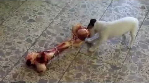 Jaké jsou drůbeží kosti vašeho psa?