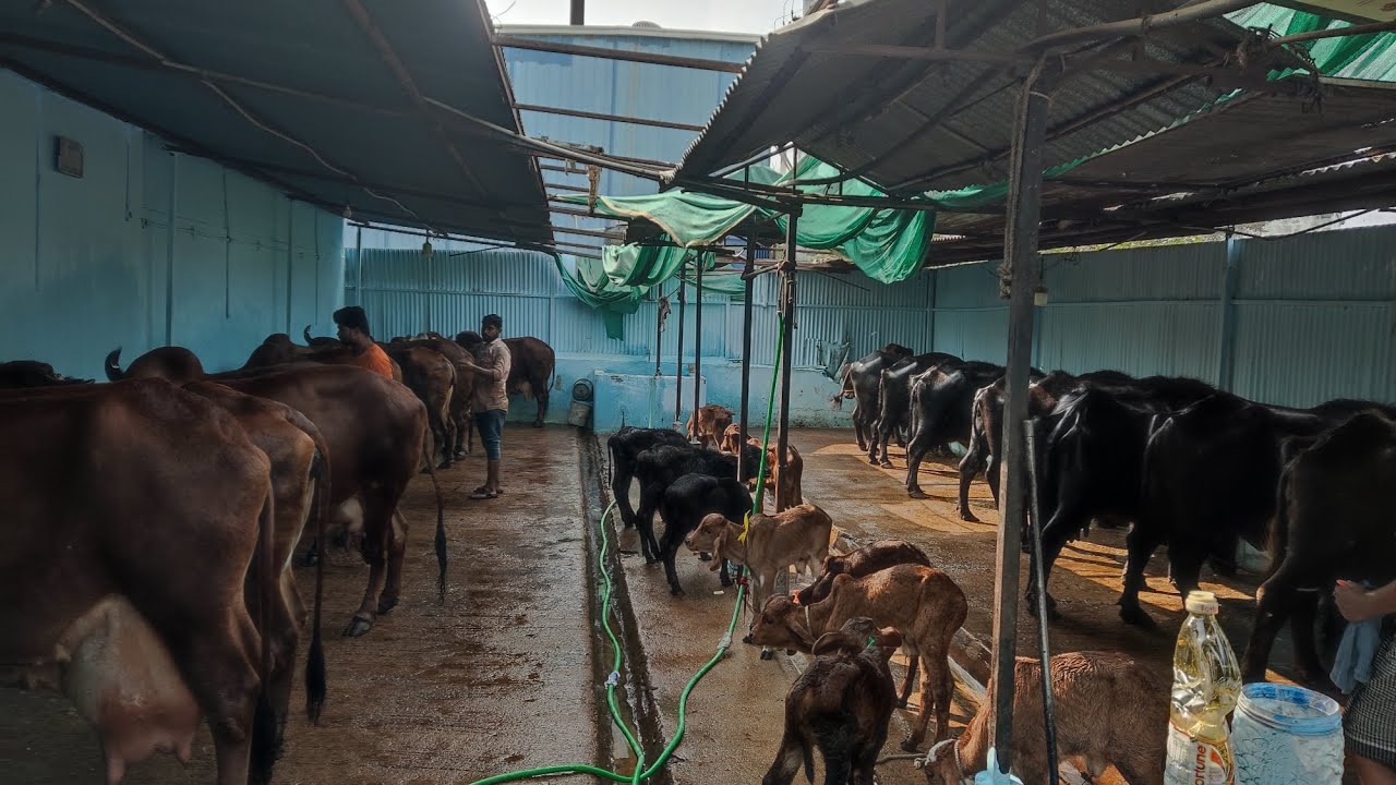 100 Pure Gir cow for sale Hyderabad pregnant & milking cow's