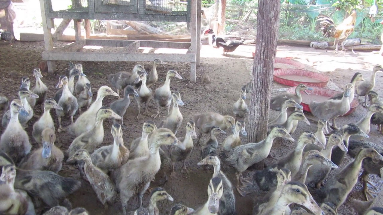 budidaya bebek alabio budidaya bebek alabio