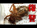 部屋に入り込み大切なペットを殺したアリ共に対処してみた①