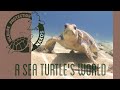 A Sea Turtle&#39;s World