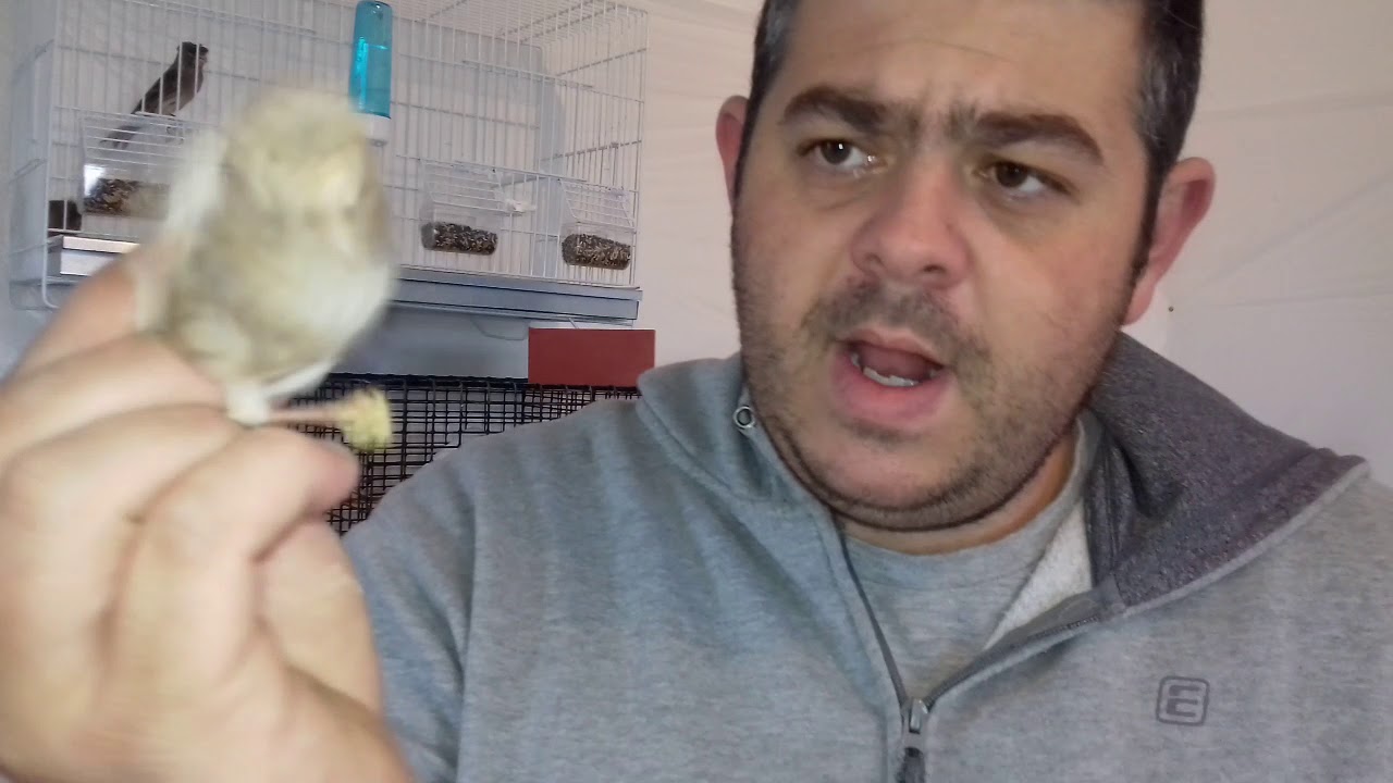 Comment élever c'est canaris