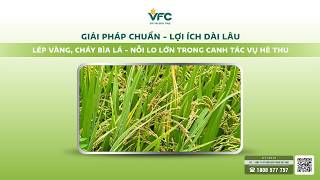 [Giải pháp chuẩn - Lợi ích dài lâu | Kỳ 9] Lép vàng, cháy bìa lá - Nỗi lo trong canh tác vụ Hè Thu