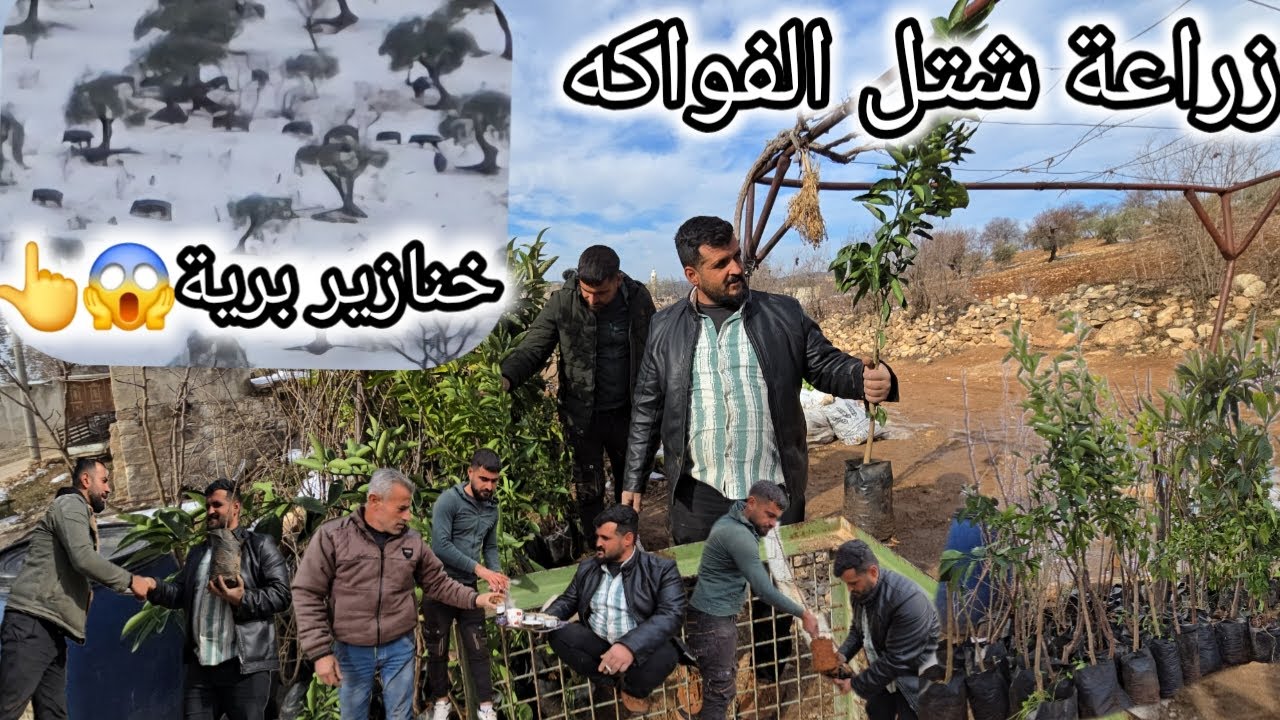 زرعنا شتل الفواكه برتقال مشمش مانغا | لأول مرة شفنا خنازير و أخيراً😅تابعوا للأخير❤️