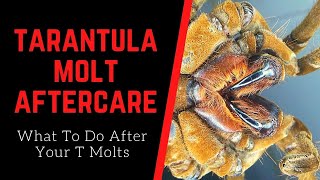 Tarantula Molt Aftercare: What To Do After Your Tarantula Molts