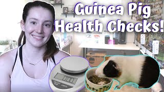 Guinea Pig Health Checks // how to do a health check + guinea pig care basics