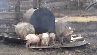 Как кормить поросят/Варим кашу для свиней.