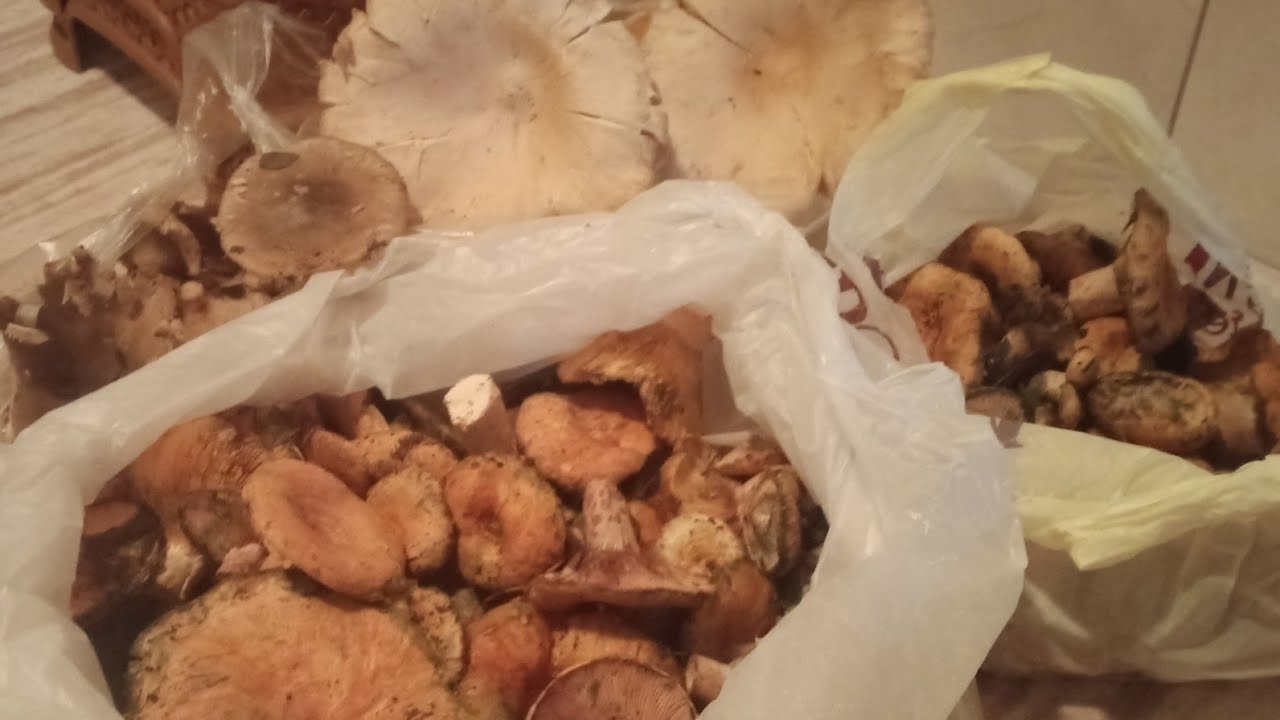 MANTAR 🍄 AVINA ÇIKTIM KARABÜK🍄 EFLANİ🍄 DAĞLARI😋 🧿👈