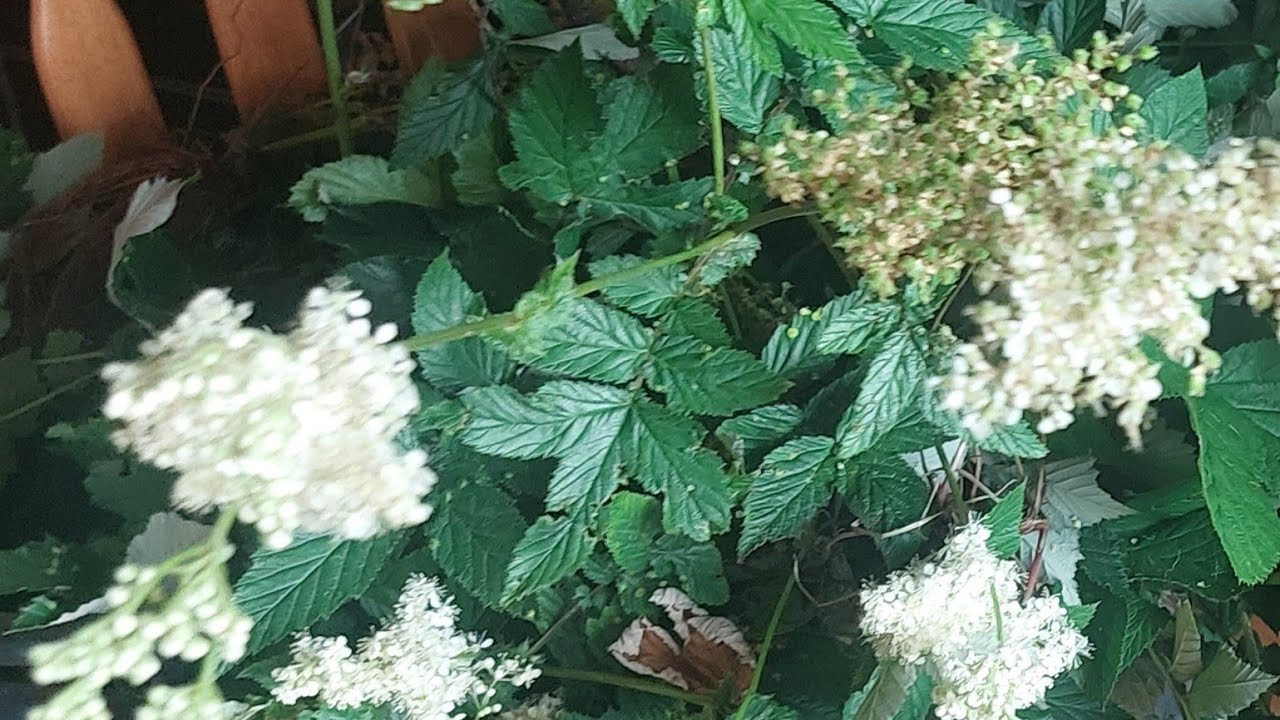 All about Meadowsweet.  Identify, harvest, tea and tincture.