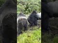 That Deep, Echoing Sound of silverback gorilla in Rwanda #animals #adventuretravel #wildlife