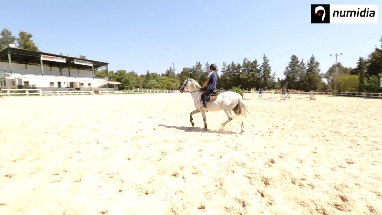 #equitation #blida # الفروسية #البليدة #تقرير ليوسف #عمر #بن #قفة