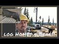 Log Home Building & a Bear!