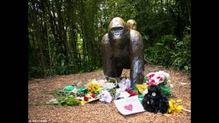 Limbaugh on criminal charges for bad parents who led to killing of gorilla at Cincinnati Zoo
