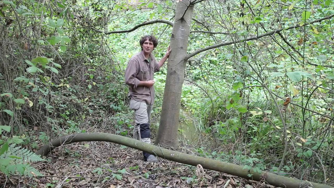 Red Alder - Lobos Creek