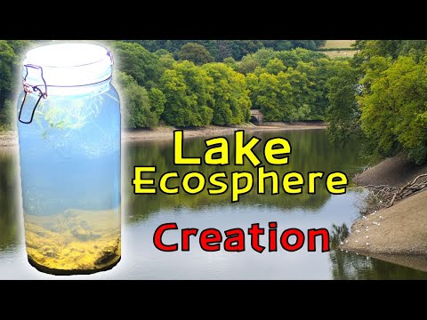 Creating a Lake Ecosphere │ An ECOSYSTEM within a SEALED glass JAR!