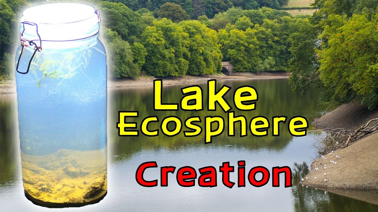 Jartopia creates a lake ecosphere in a sealed jar