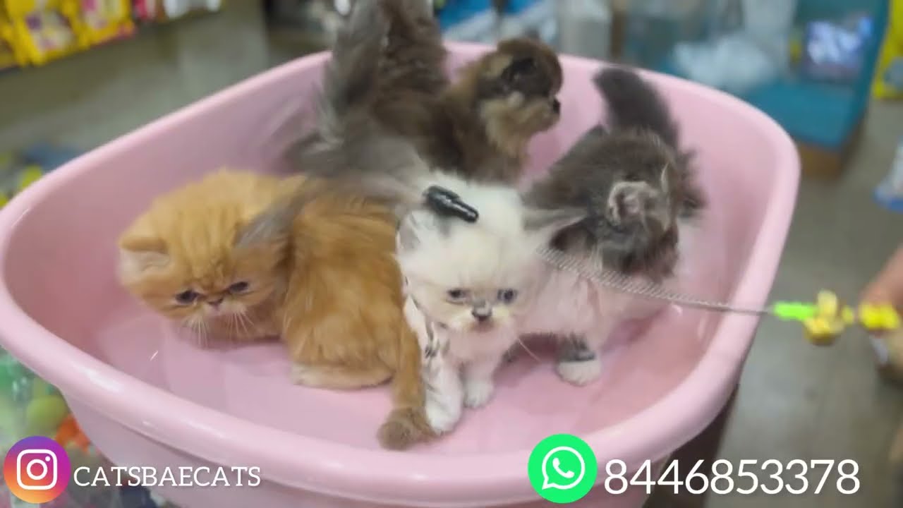 Persian cat semi punch,punch & extreme punch cats catsbae cattery