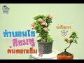 Gu Bonsai Workshop : บอนไซต้นดอกเข็มชมพู