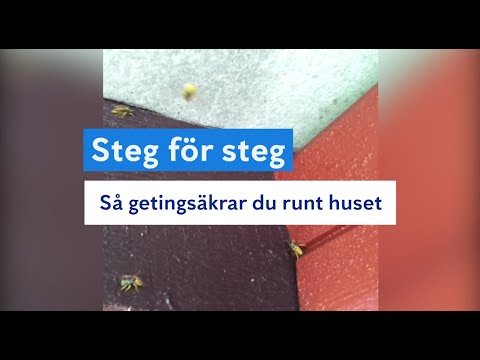 Så tar du bort ett getingbo och getingsäkrar runt huset - video from Anticimex