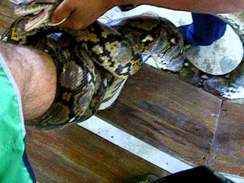 Reticulated Python