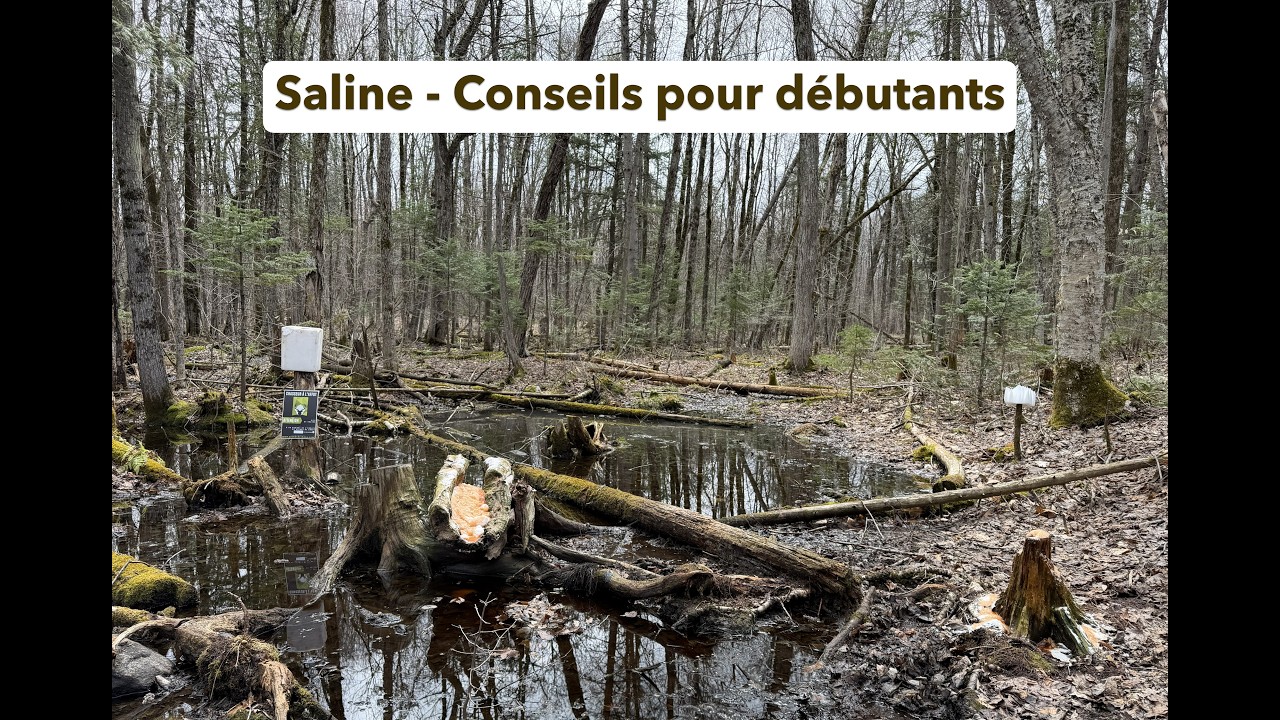 Saline - Conseils pour débutants