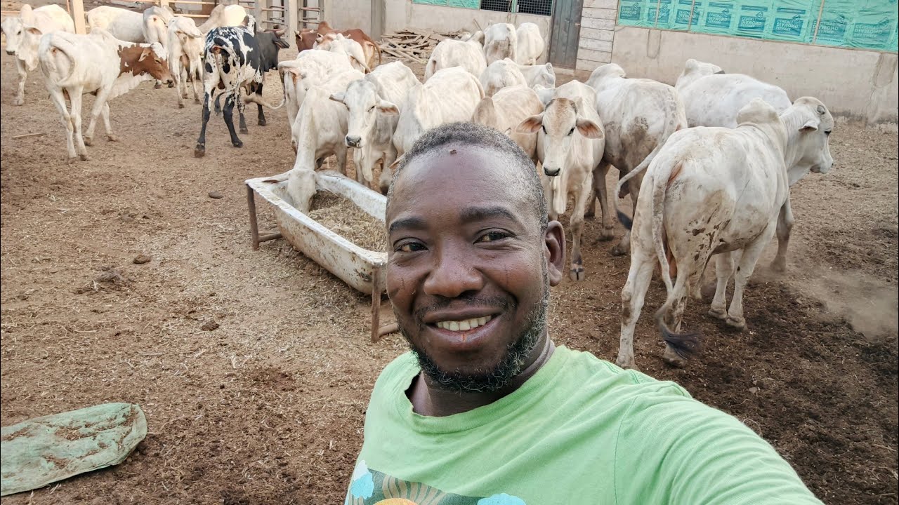 Fattening my Sokoto Gudali cattle | Episode 2
