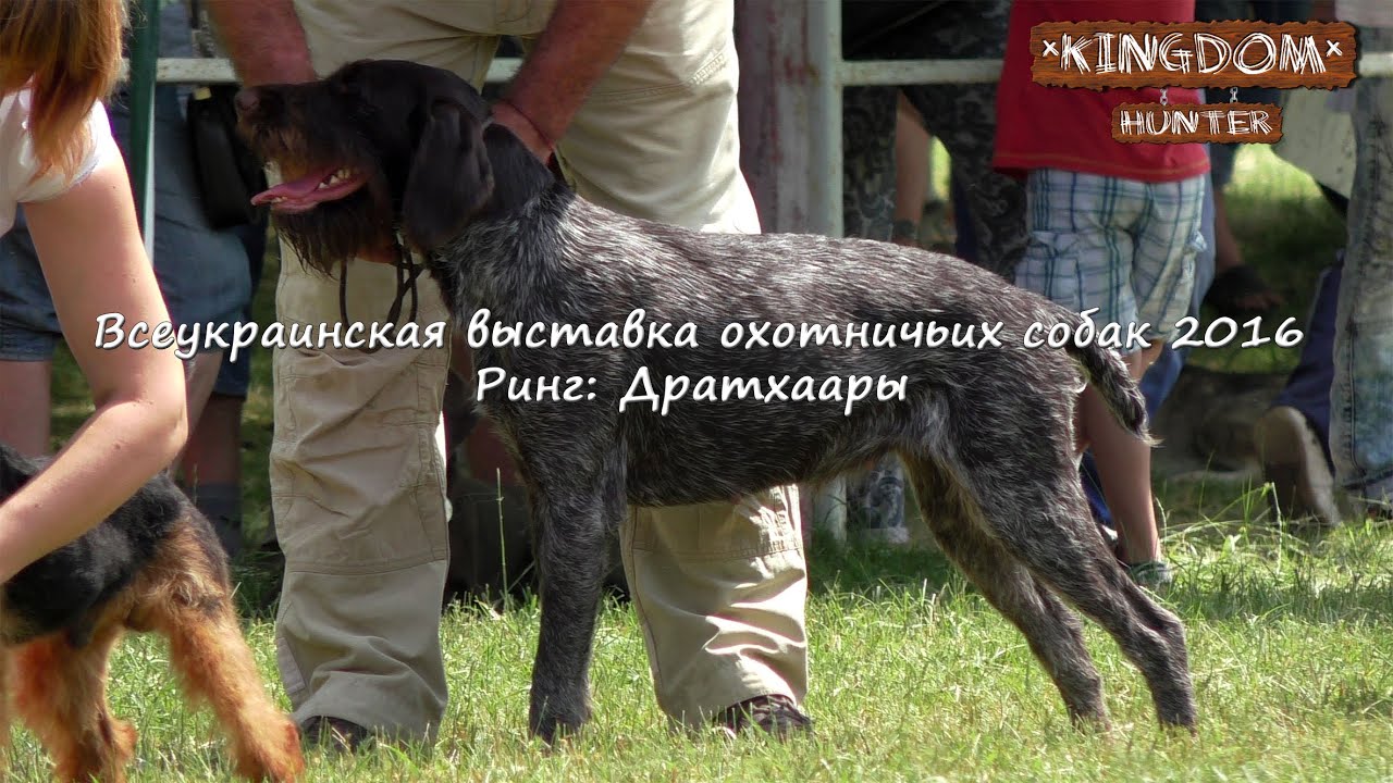 Всеукраинская выставка охотничьих собак 2016  Ринг: Дратхаары