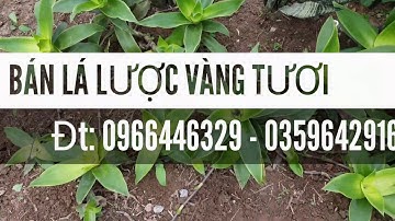 Bán lá lược vàng tươi - Cây cảnh Hải Đăng