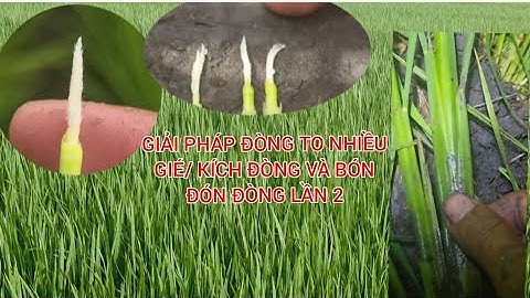 TẬP 5/ Phun kích đòng và bón phân đón đòng lần 2