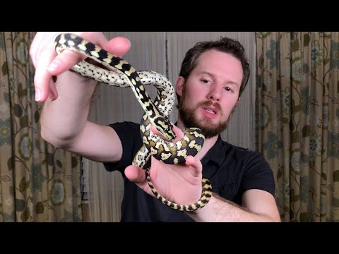 My Jungle Carpet Python (Morelia spilota cheynei)