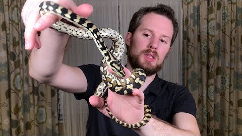 My Jungle Carpet Python (Morelia spilota cheynei)